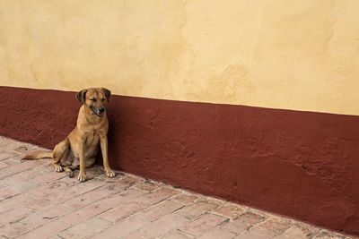 Portrait of dog sitting against wall