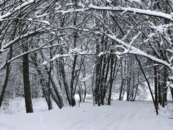 Bare trees on snow covered landscape