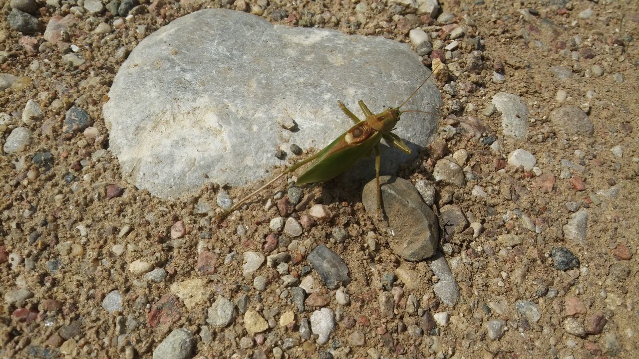 HIGH ANGLE VIEW OF INSECT ON ROCKS