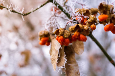 Close-up of snow on dried plant