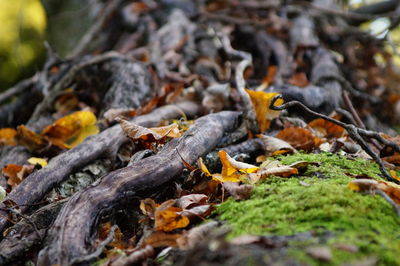 Close-up of mushrooms on tree