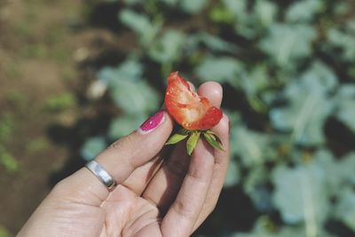 Cropped woman hand holding eaten strawberry in farm