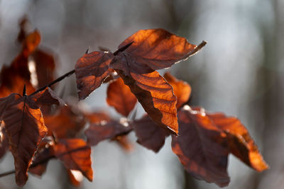 Close-up of dried autumn leaves