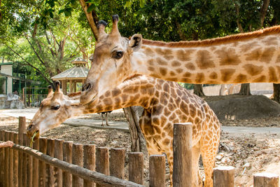 Giraffe in zoo