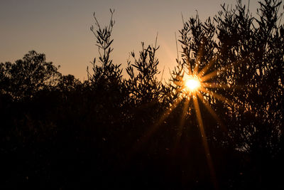 Sunlight streaming through silhouette trees during sunset