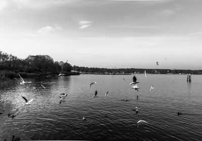 Birds flying over lake against sky