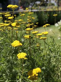 Yellow flowering plants on field