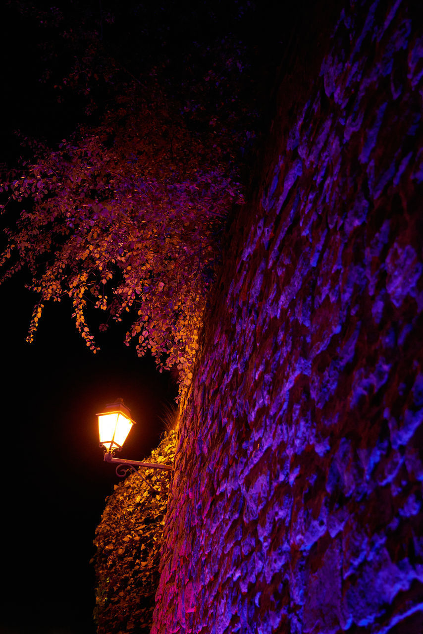 LOW ANGLE VIEW OF ILLUMINATED PURPLE FLOWERING PLANTS AT NIGHT