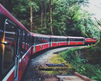 Train by trees in forest