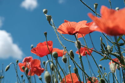 Close-up of red poppy flowers against sky