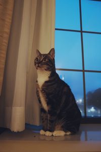 Cat looking away while sitting on window