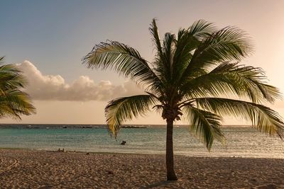 Palm tree at beach