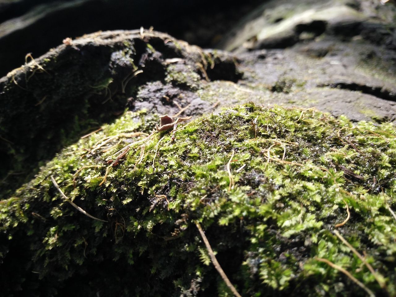 MOSS GROWING ON TREE TRUNK