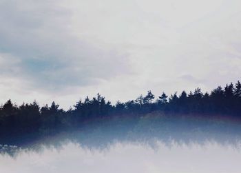 Trees in forest against sky