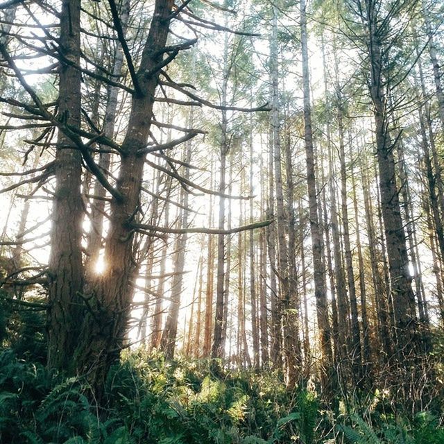 tree, tranquility, forest, tree trunk, tranquil scene, woodland, growth, nature, beauty in nature, scenics, branch, non-urban scene, sunlight, idyllic, landscape, outdoors, no people, day, sky, plant