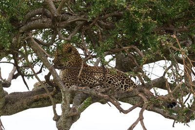 Cat relaxing on tree