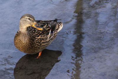 High angle view of mallard duck on lake
