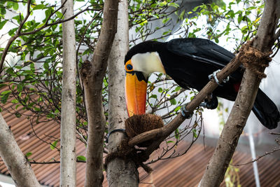Low angle view of parrot perching on tree