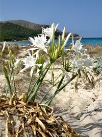 Plants growing at beach