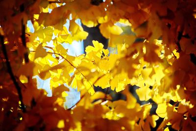 Close-up of yellow maple leaves during autumn