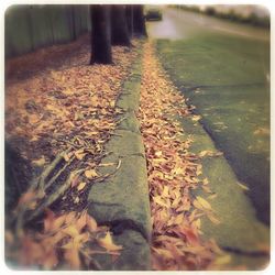 Road along trees