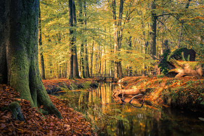 Trees in forest during autumn