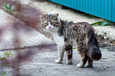 Portrait of a cat