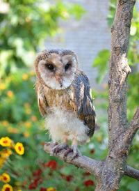 Portrait of owl perching on tree