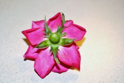 Close-up of pink flower