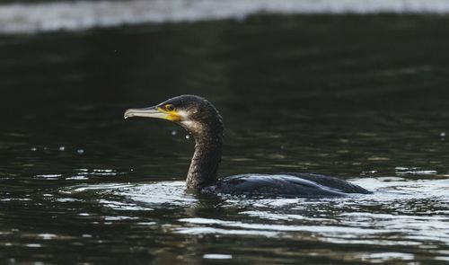 Close-up of duck swimming in lake