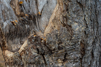 Full frame shot of tree trunk