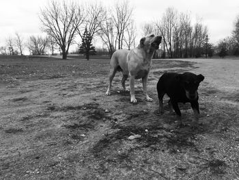 Horses standing in a field