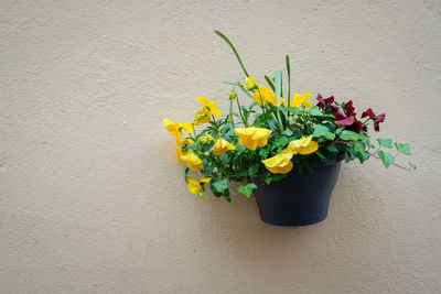 Close-up of yellow flowers blooming on potted plant against wall