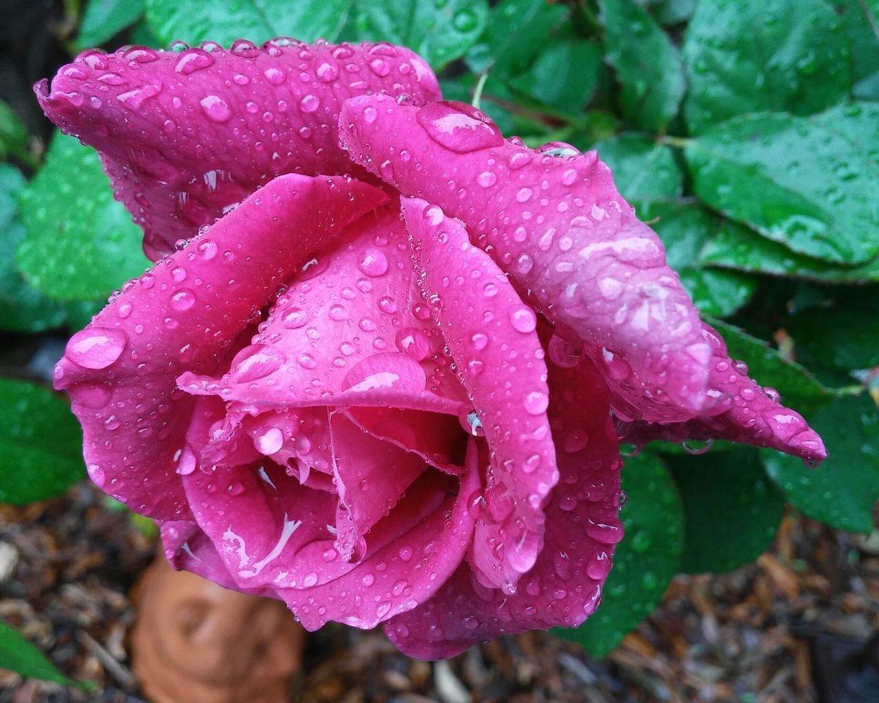 CLOSE-UP OF WATER DROPS ON PINK ROSE