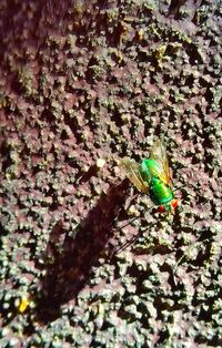 Close-up of insect on tree