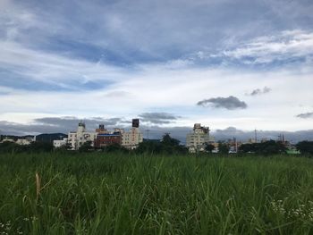 Scenic view of agricultural field against sky