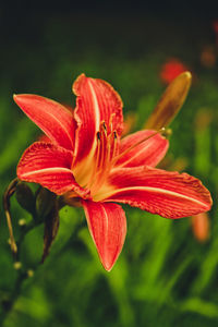 Close-up of red day lily plant