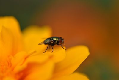 Close-up of housefly on flower outdoors