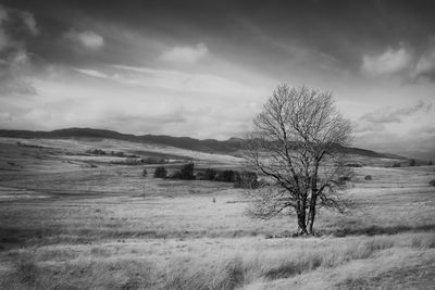 Single tree on grassy landscape against dramatic sky