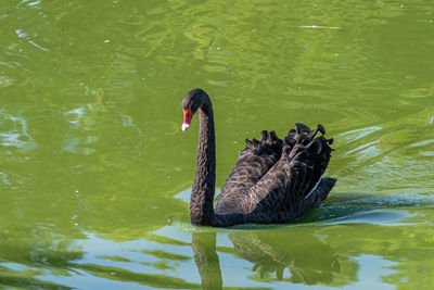 Black swan swimming in lake