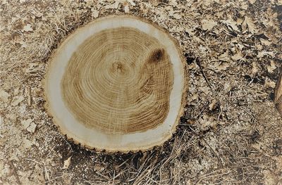 Close-up of log