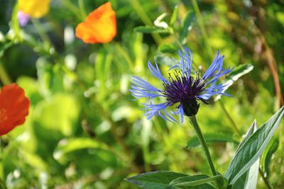 Close-up of purple flower