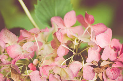 Close-up of pink flowers