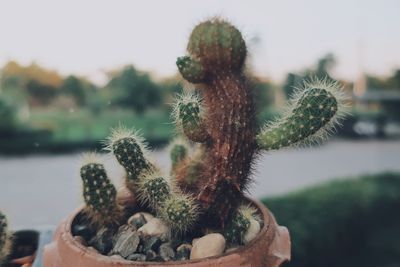 Close-up of succulent plant against sky