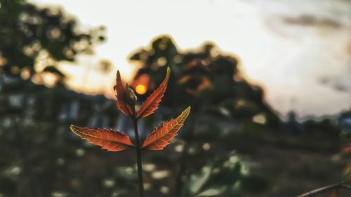 Close-up of flower against blurred background