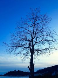 Silhouette bare tree against blue sky