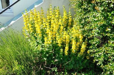 Close-up of yellow flowering plants on field