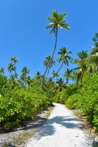 Scenic view of palm trees against clear blue sky