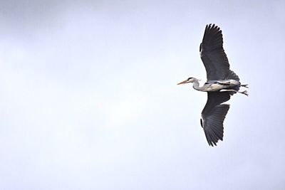 Low angle view of heron flying in clear sky