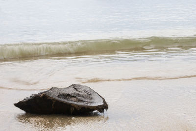 Lizard on beach